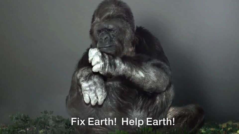 The Gorilla Foundation insists that Koko's message is clear - for mankind to stop harming Earth. Photo: The Gorilla Foundation