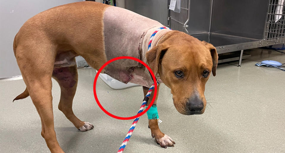 Max the dog with missing leg after injury. 