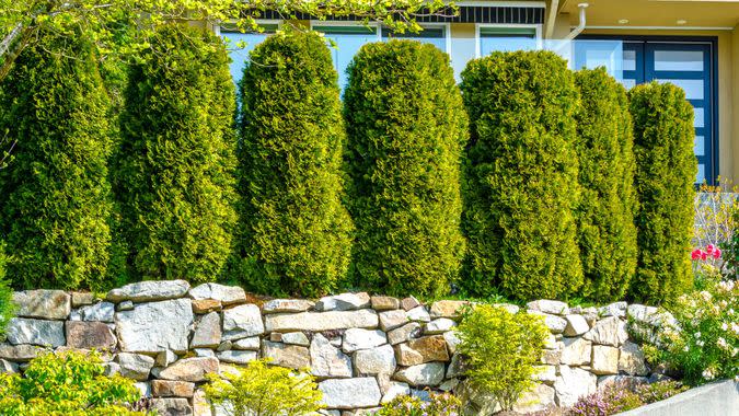 evergreen trees in front yard