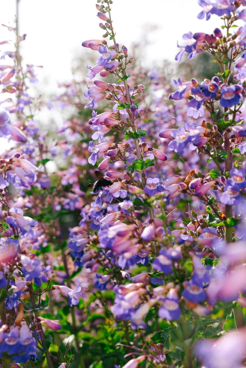 Showy penstemon