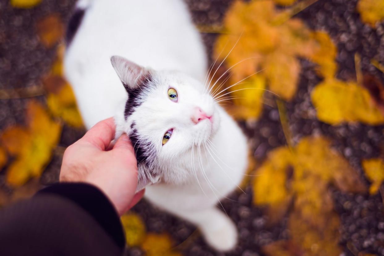 man petting cat who is standing on gold autumn leaves; autumn names for cats