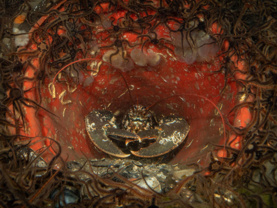Lobster living inside a traffic cone in the tidal inlet of Sea Loch, Scotland. (Ross McLaren/SWNS)