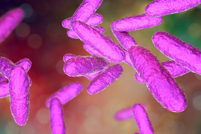 Bacteria of donovanosis infection. Computer illustration of Klebsiella granulomatis bacteria causing genital ulcers in a case of donovanosis. This disease, also known as granuloma inguinale, is a rare sexually transmitted infection (STI) that causes open lesions that can destroy underlying tissue. Treatment is with antibiotics.