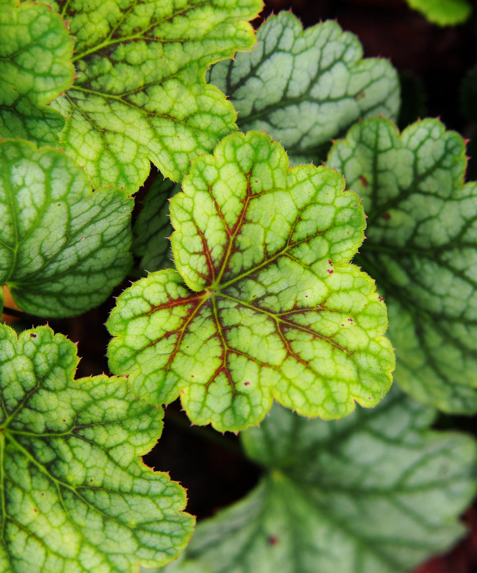 Heuchera 'Green Spice'