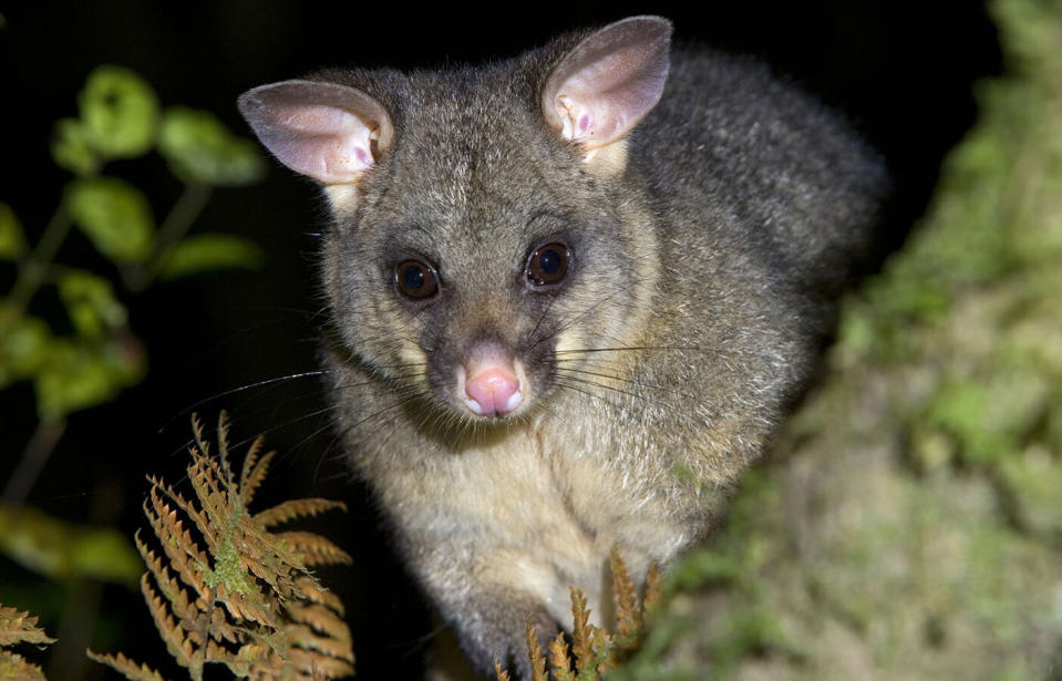 The golf club had been granted permission to cull species including possums, ducks, native hens and wallabies because of their excessive droppings. Source: AAP, file