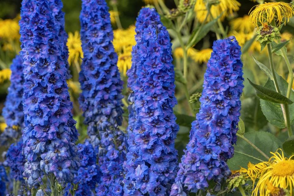 summer flowers, close up of delphiniums outdoors