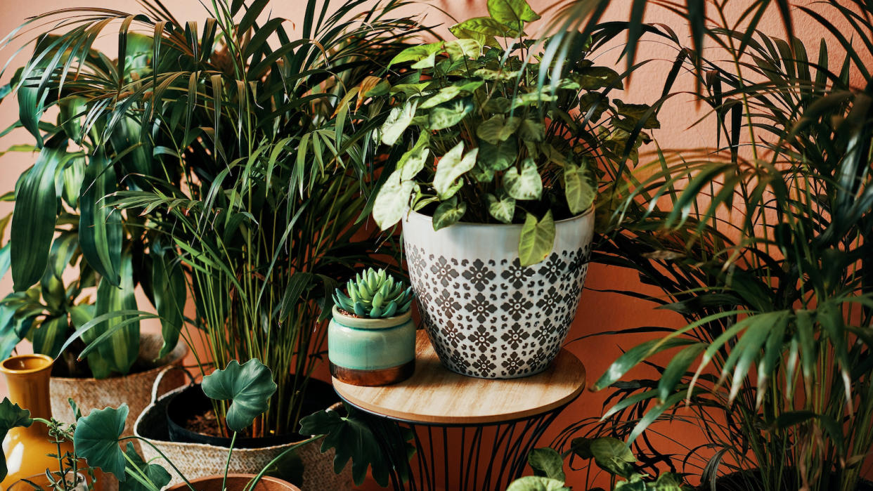 Indoor plant display in front of a peach-colored wall. 