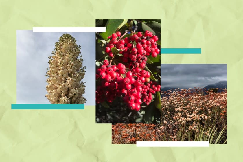 Greeting native plant with Nicholas Hummingbird