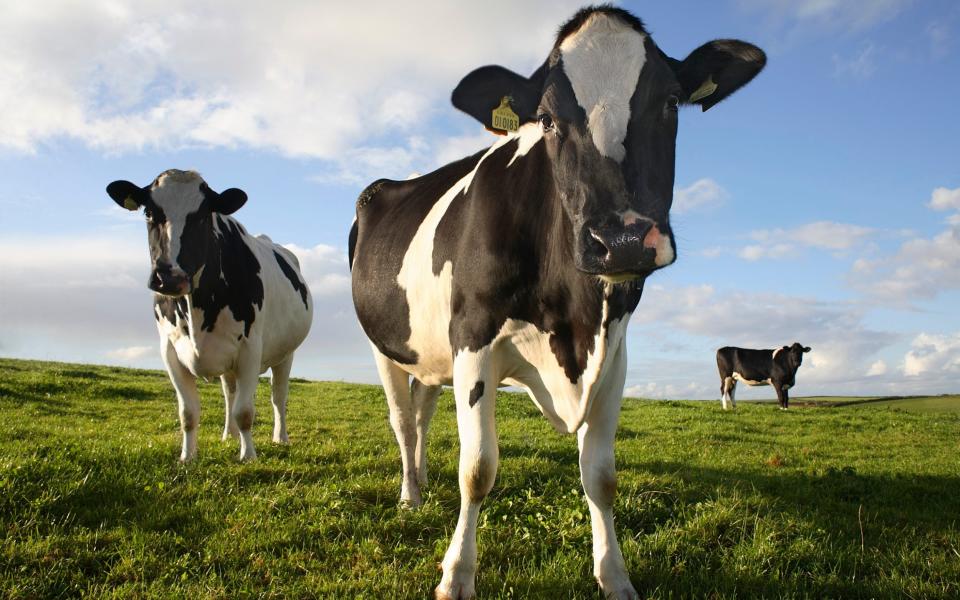 Dairy cows - Peter Cade/Getty Images Contributor