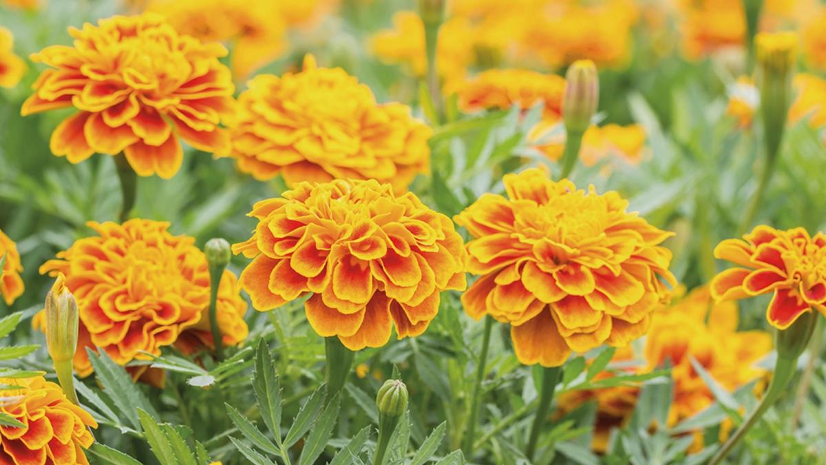 do-marigolds-keep-bugs-away-how-to-use-these-pungent-plants-to-deter-pests