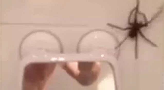 A Gold Coast man discovers a massive spider in his bathroom. Source: YouTube