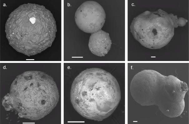 A collection of photos shows various spheres collected by Loeb and colleagues during their expedition, as seen with electron microscopy.  There are different types and sizes.