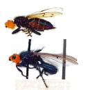 <b>Corpse-eating fly rediscovered</b><br> When a species disappears, we don't expect it to come back, but one species of fly managed to do so. It 'disappeared' 160 years ago - not because of pollution or climate change, but because of our ability to clean up animal corpses in a timely manner. Reports of its extinction were greatly exaggerated however, as corpse-eating flies were rediscovered in Europe and received an official 'neotype' this year.