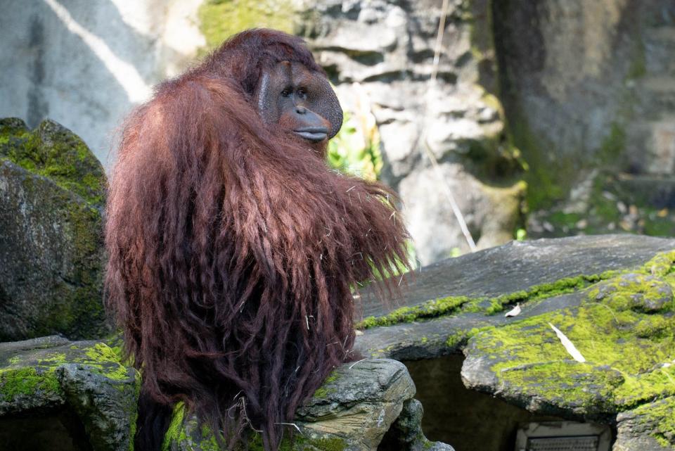 Orangutan森林裡的人紅毛猩猩。台北市立動物園提供