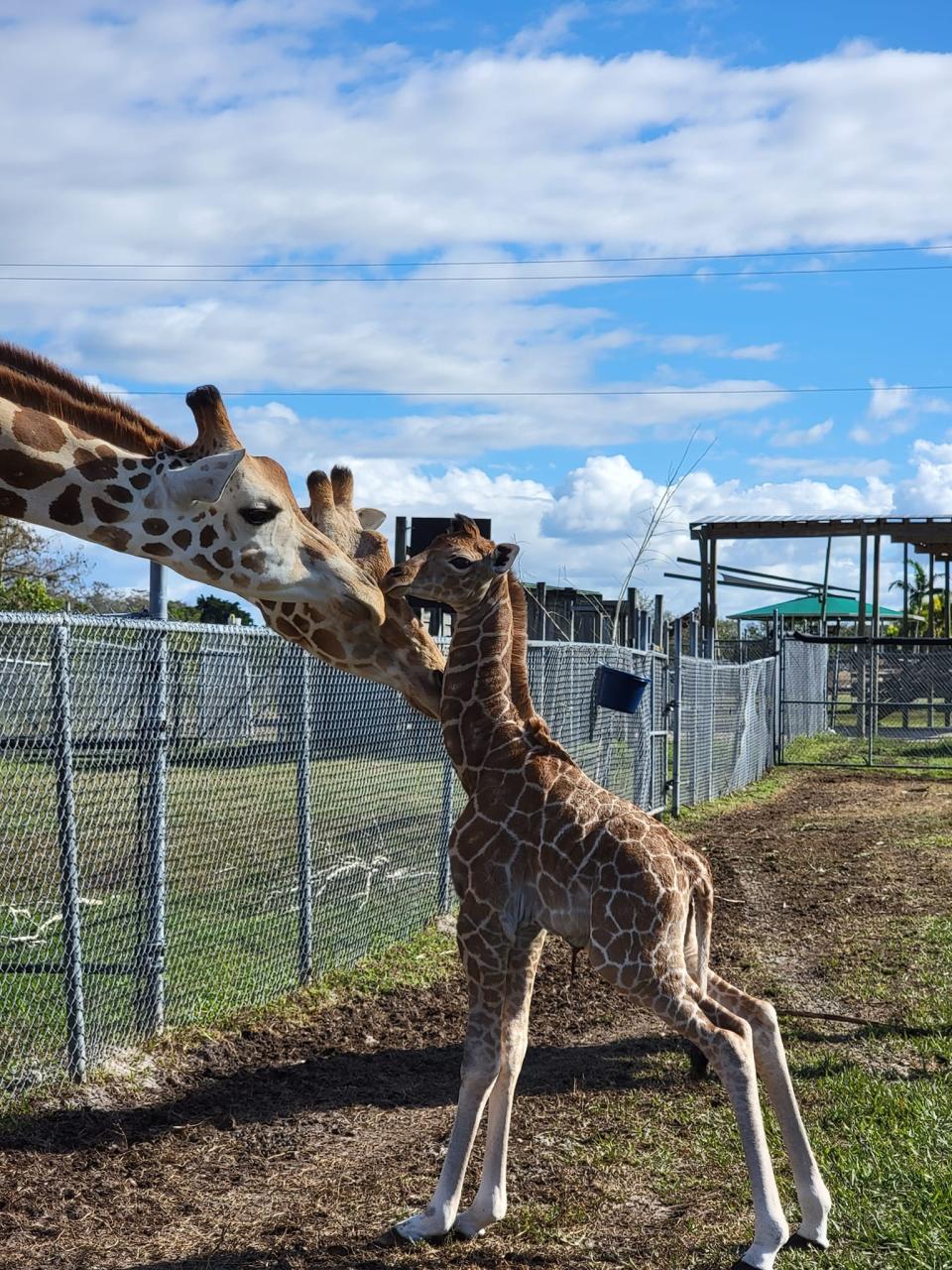 Kandoro, a male giraffe calf, was born at Lion Country Safari on Dec. 27, 2022.