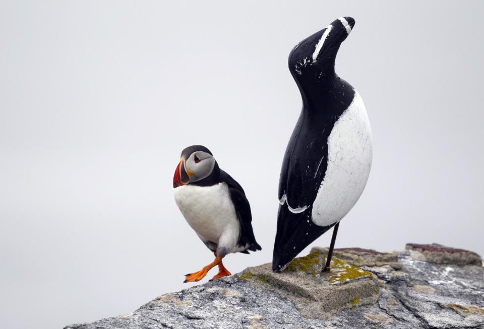 In this July 1, 2013, photo, a puffin walks next to a decoy of an razor billed auk on Eastern Egg Rock off the Maine coast. Decoys help attract nesting birds to the island. Puffin decoys were used in Puffin Project, a successful re colonization effort started 40 years ago. (AP Photo/Robert F. Bukaty)
