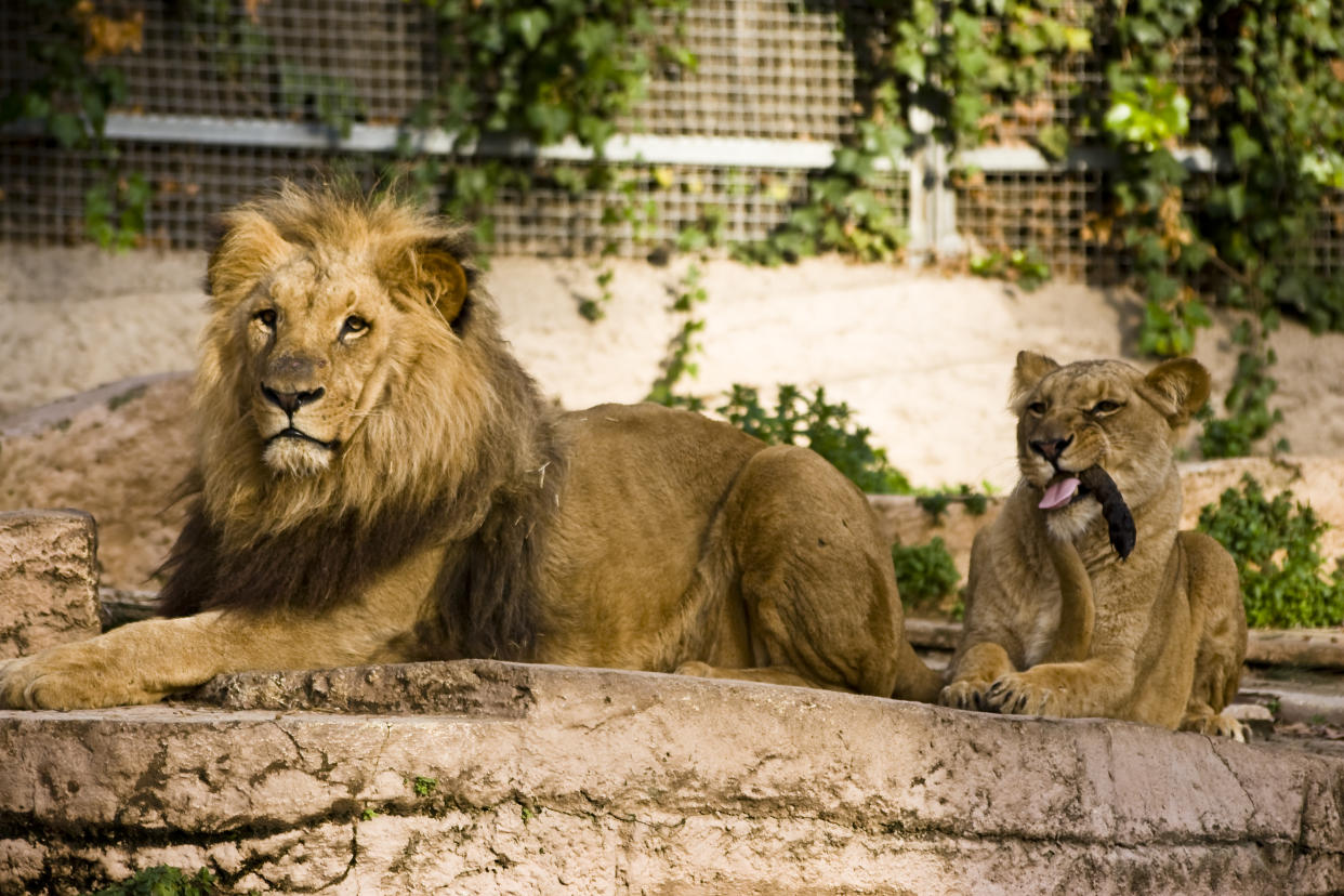 Lioness Cleaning Tail of a Lion