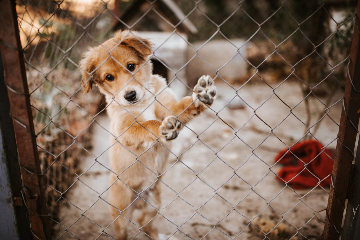 Schulkinder engagierten sich für Tierheimhunde – mit Erfolg (Symbolbild: Getty Images)