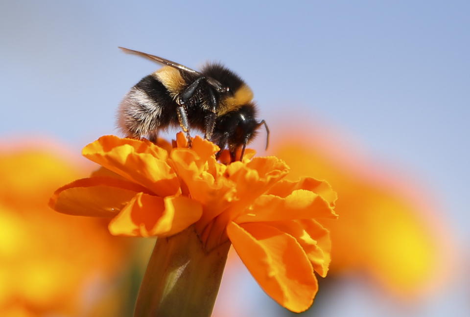 A bumblebee on a flower.&nbsp; (Photo: Natalia Fedosenko via Getty Images)