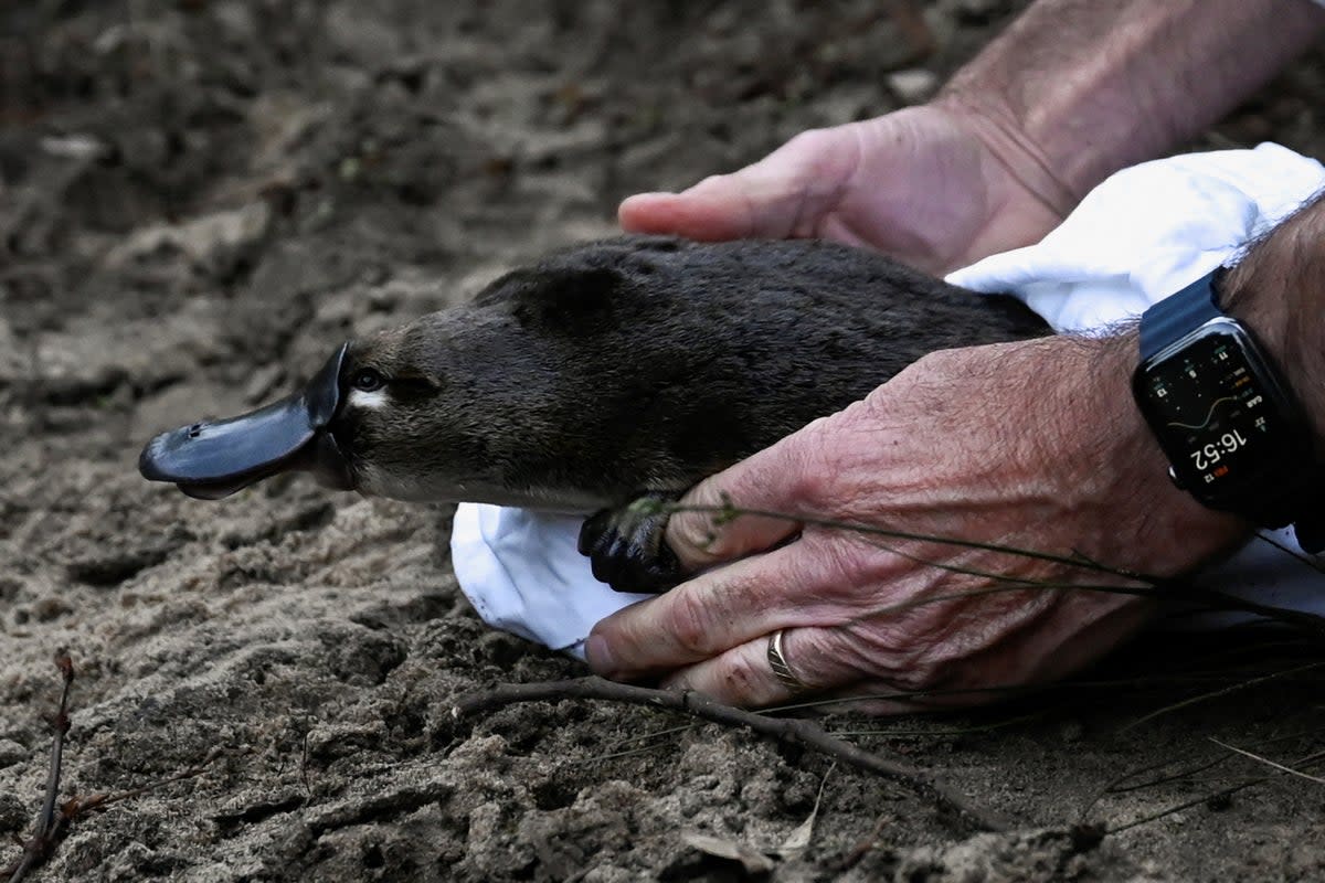A platypus is released by CEO of Taronga Zoo Cameron Kerr and Scientists back into Sydney's Royal National Park (REUTERS)