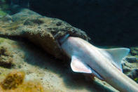 <b>Tödliche Attacke im Meer: Hai frisst Hai</b><br><br>Nicht nur Surfer werden Opfer von Haiattacken. Am Great Barrier Reef in Australien fotografierten zwei australische Forscher dieses kuriose BIld: Darauf ist ein Teppichhai zu sehen, der offenbar gerade genüsslich einen Braungebänderten Bambushai verspeist. Teppichhaie sind Lauerjäger und schnappen manchmal auch nach Menschen. <a href="http://de.nachrichten.yahoo.com/kannibalismus-im-meer--hai-frisst-hai.html" data-ylk="slk:Sie wollen mehr über den hungrigen Fisch erfahren? Dann bitte hier entlang.;elm:context_link;itc:0;sec:content-canvas;outcm:mb_qualified_link;_E:mb_qualified_link;ct:story;" class="link  yahoo-link">Sie wollen mehr über den hungrigen Fisch erfahren? Dann bitte hier entlang.</a> (Bild: Rex Features)