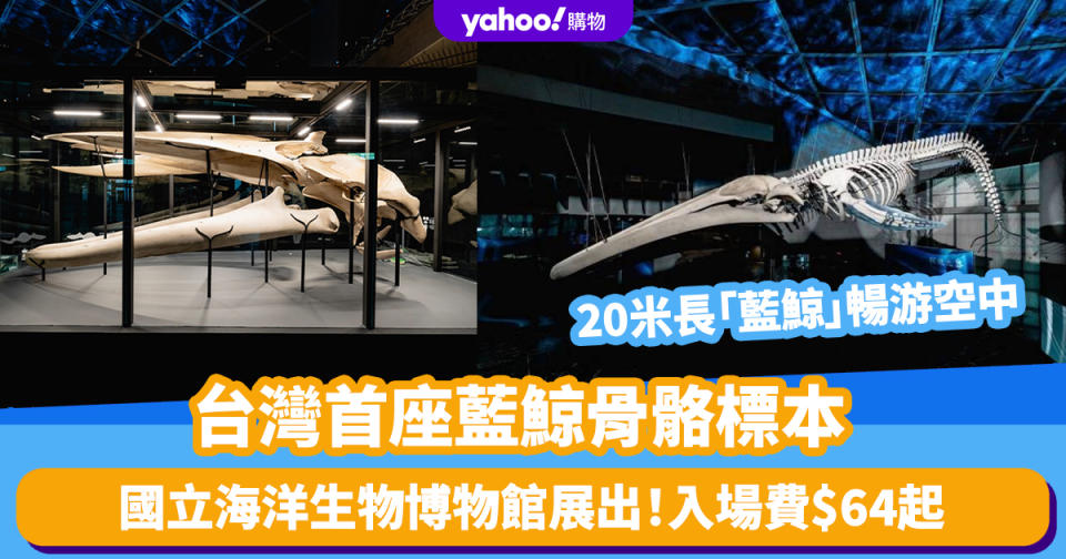 台灣旅遊｜台灣首座藍鯨骨骼標本完成修復！國立海洋生物博物館展出 20米長「藍鯨」暢游空中