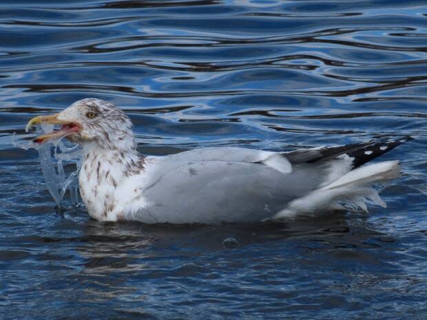 A second gull was entangled in plastic rings used for soda or beer cans. 