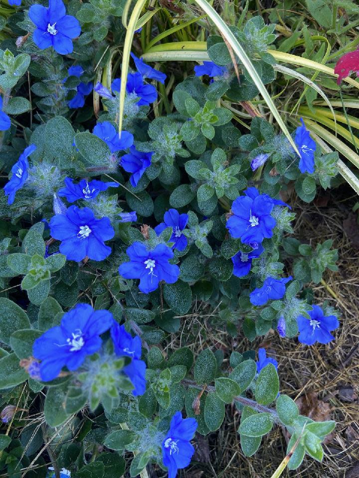 This dwarf morning glory "Blue My Mind" is a ground cover that improves its rich blue blossom daily.