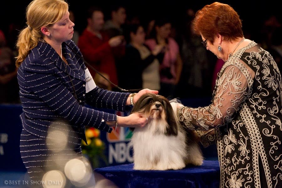 A National Dog Show Judge On all the Top Dog Drama Going Down Behind