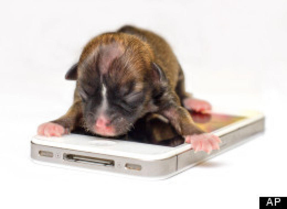 At two weeks old, Beyonce, a Dachsund mix born at a Northern California animal shelter, is just under four inches long and is in the running for the title of World's Smallest Dog. Here she is pictured resting on an iPhone.