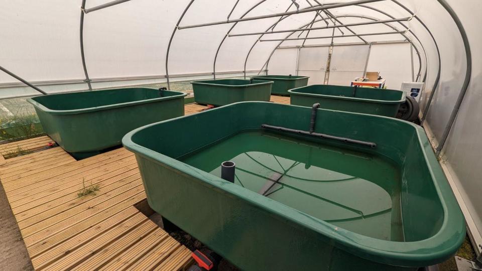 Seagrass being grown in water tanks