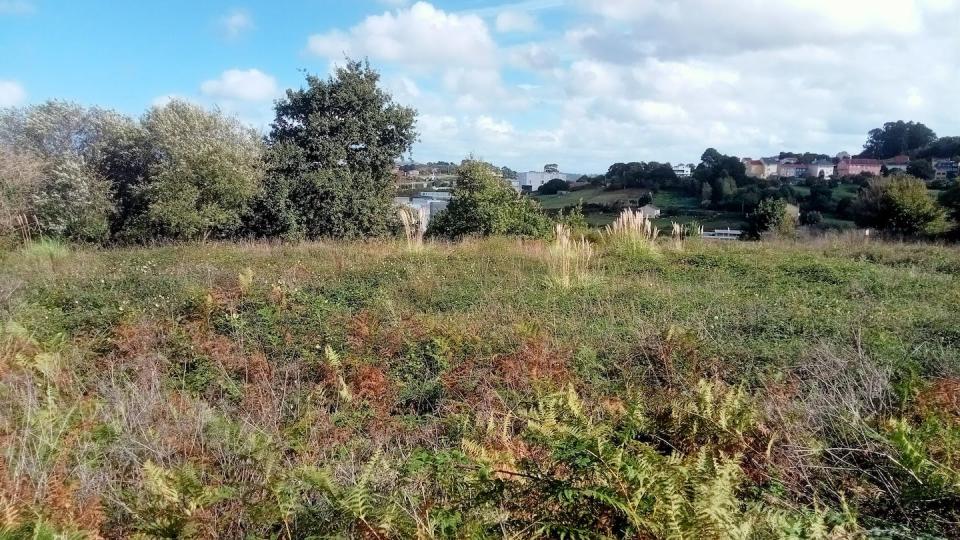 Campo de cultivo abandonado antes que los anteriores, contiguo a ellos, donde la sucesión vegetal ya se encuentra en el estadio de zarzal. Las hierbas de la Pampa existentes son ‘ahogadas’ (se quedan sin acceso a la luz) por las zarzas y nuevos pies de hierba de la Pampa tienen difícil invadir el campo. Alejandro Martínez Abraín, Author provided