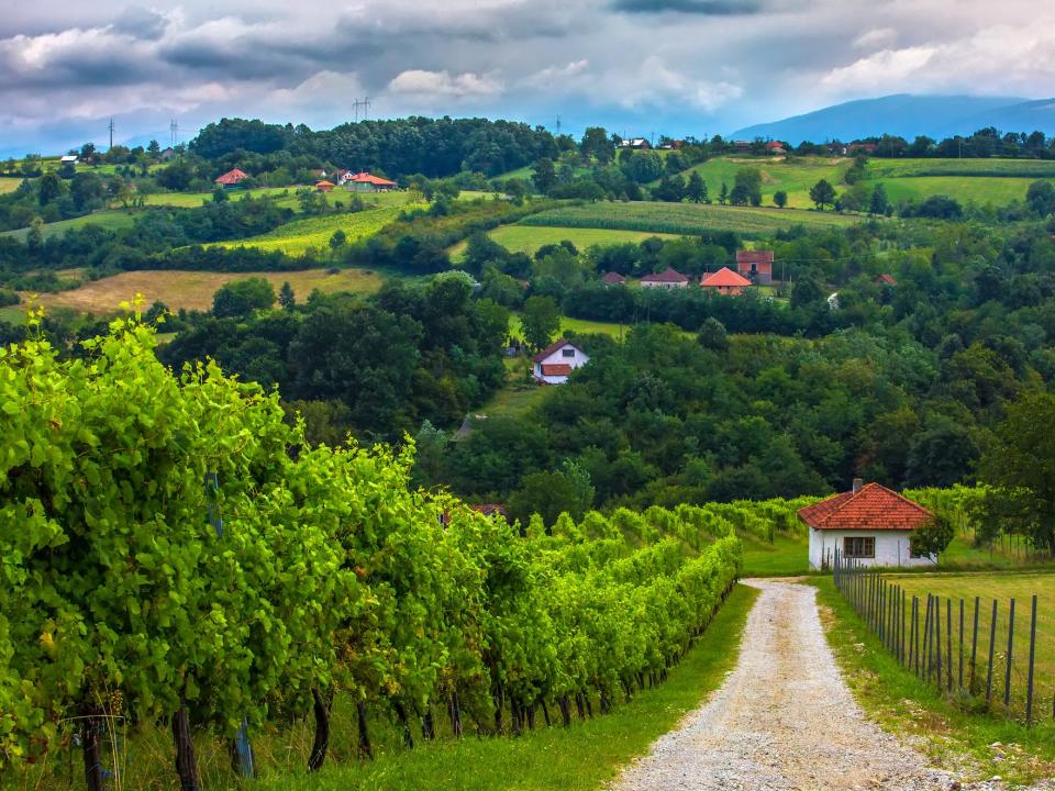 Vineyard along the road in Valley of Valjevo, Serbia