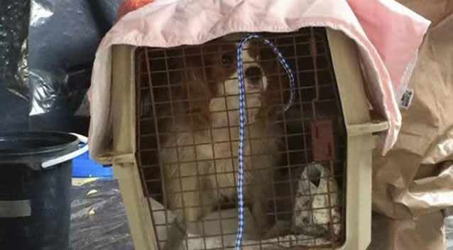 Ebola-infected nurse Nina Pham's dog, Bentley, plays ball with a worker wearing a hazmat suit as Dallas Animal Services seeks to avoid the outrage Spanish officials triggered by killing the dog of an infected nurse. Photo: Supplied