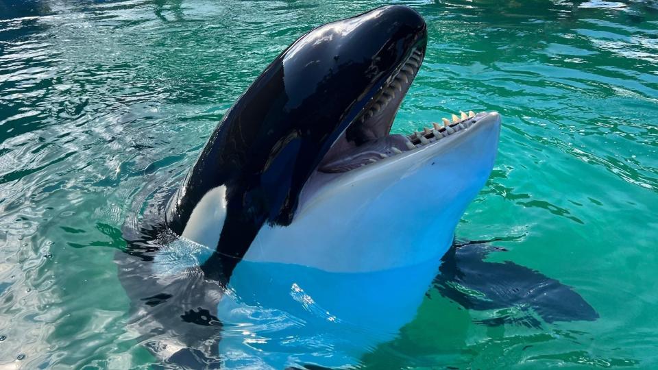 Tokitae the killer whale, also known as Toki or Lolita, lives at Miami Seaquarium on Key Biscayne.