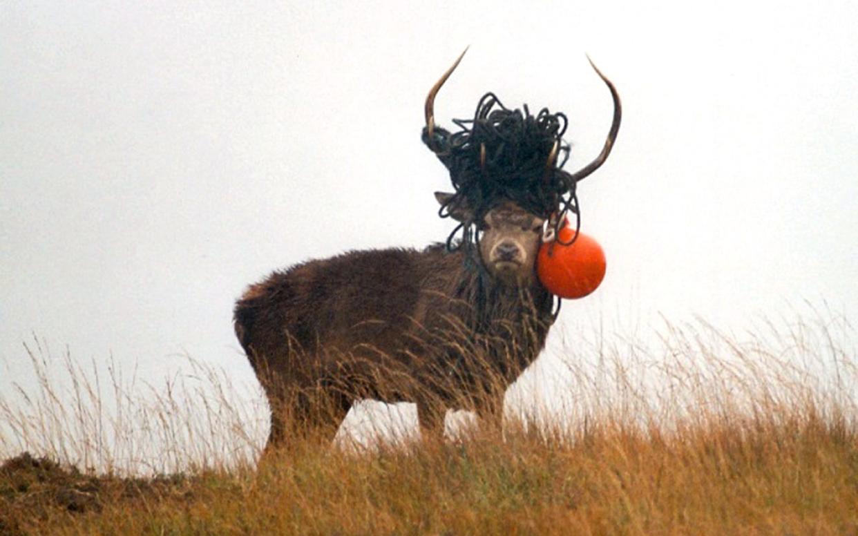 Scottish Natural Heritage release image of a stag with rope tangled in its antlers, as the campaign to reduce the amount of litter in Scotland's waters is stepped up - PA