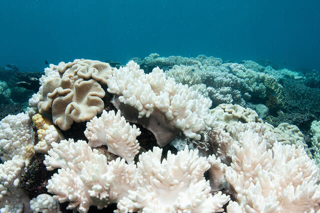 Coral bleaching on the Great Barrier Reef