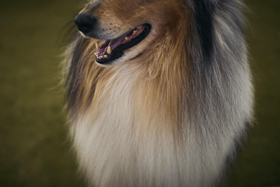 Image: A close up of a dogs fur (Andres Kudacki / Getty Images)