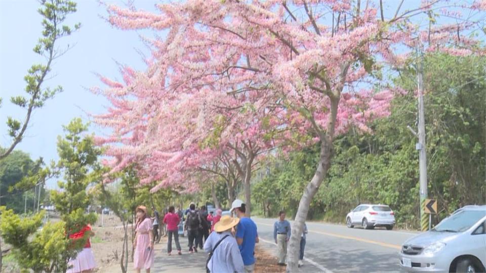 必拍粉色花道！彰化二水「花旗木秘境」隱藏集集線旁 鐵道賞花超浪漫