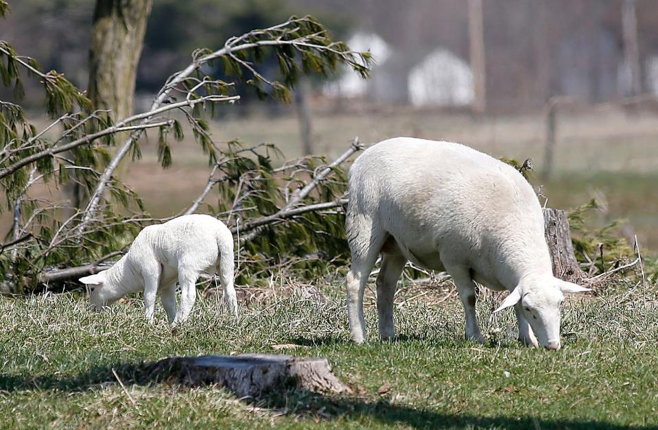 A spring lamb grazes in a field off of state Route 96 along with an adult lamb.