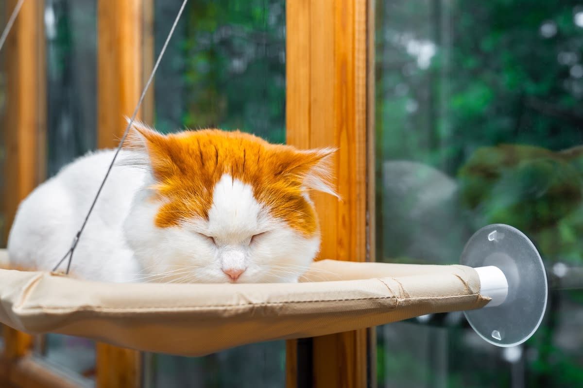 A cat sleeping in a window hammock<p>Oleg Opryshko via Shutterstock</p>