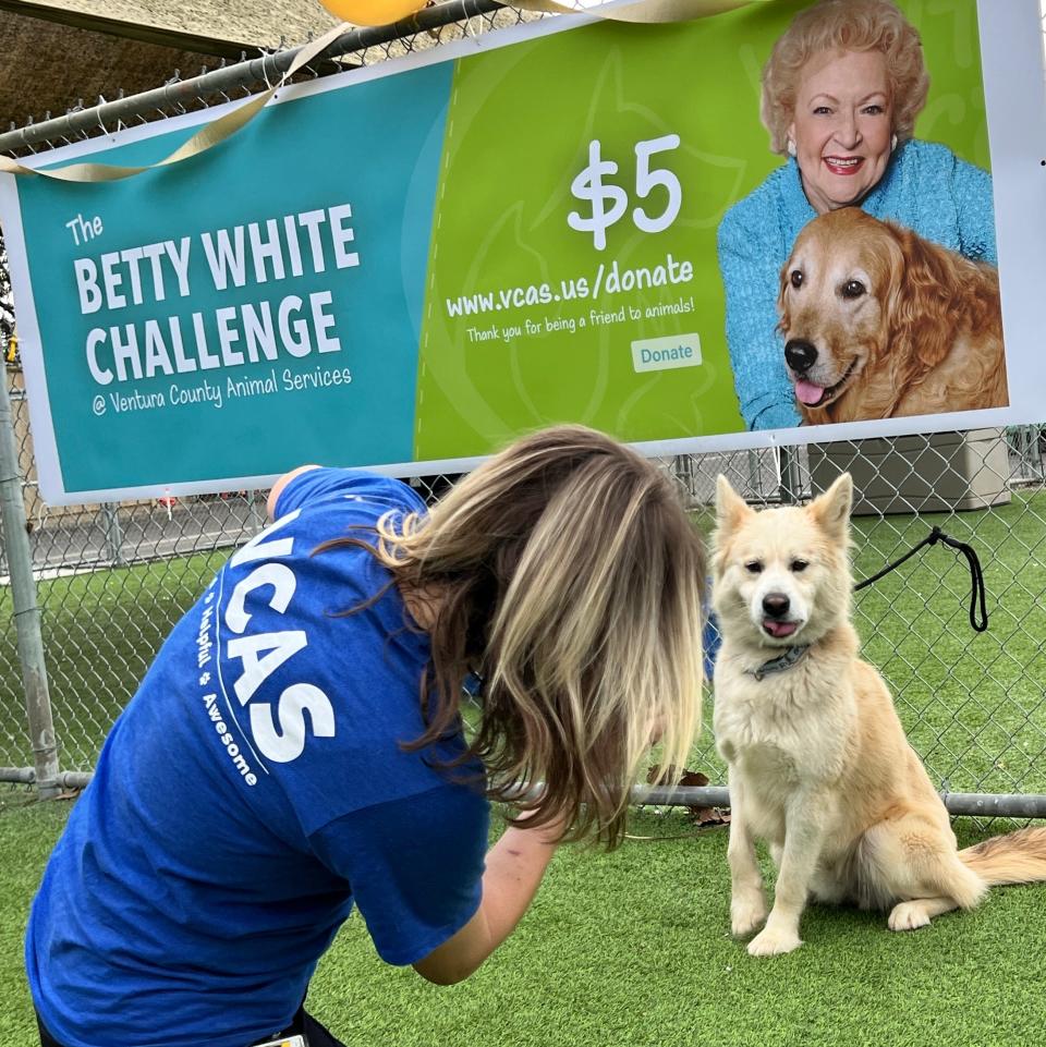 Kimberly Flavin, animal care manager for Ventura County Animal Services, photographs Calypso, a 2-year-old Siberian Husky who was adopted over the weekend during the "Betty White Challenge."