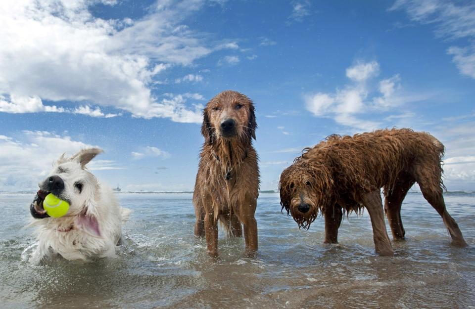 Furry fun at Huntington Beach's famed dog beach.