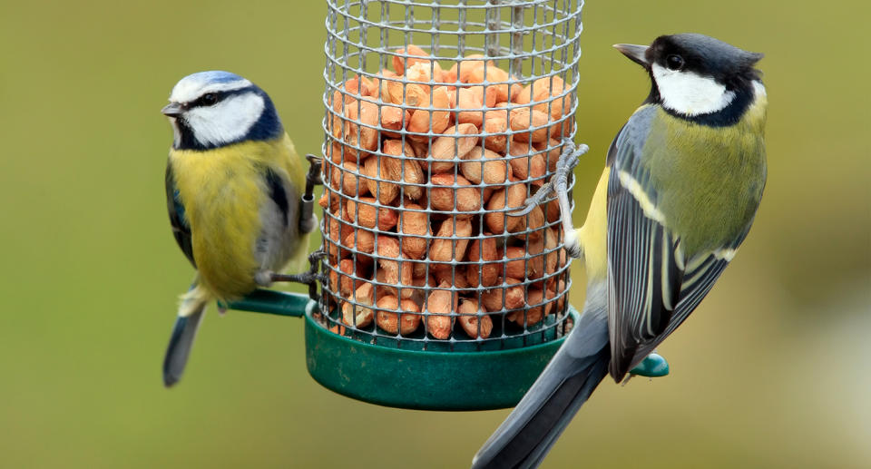 Everything you need to know if you're a budding birdwatcher. (Getty Images)