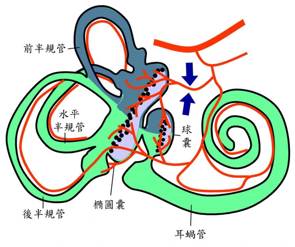 陳建志醫師說明，前方前庭動脈缺血（藍色箭頭所指），會影響到上半規管、水平半規管、前方橢圓囊及上方球囊（藍色區）。（陳建志醫師提供）