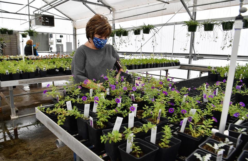 Seen in this 2021 photo, Charlene Nunley picks out Calibrachoa plants at Career Education Center's annual plant sale.
