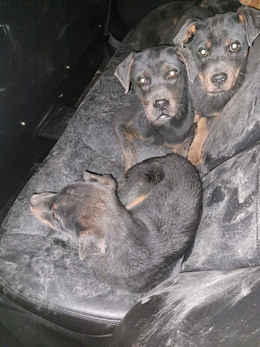 Sarnia police say five puppies are safe after officers brought them to the local humane society. Two of them are shown in this police photo. (Submitted by Sarnia Police Service - image credit)