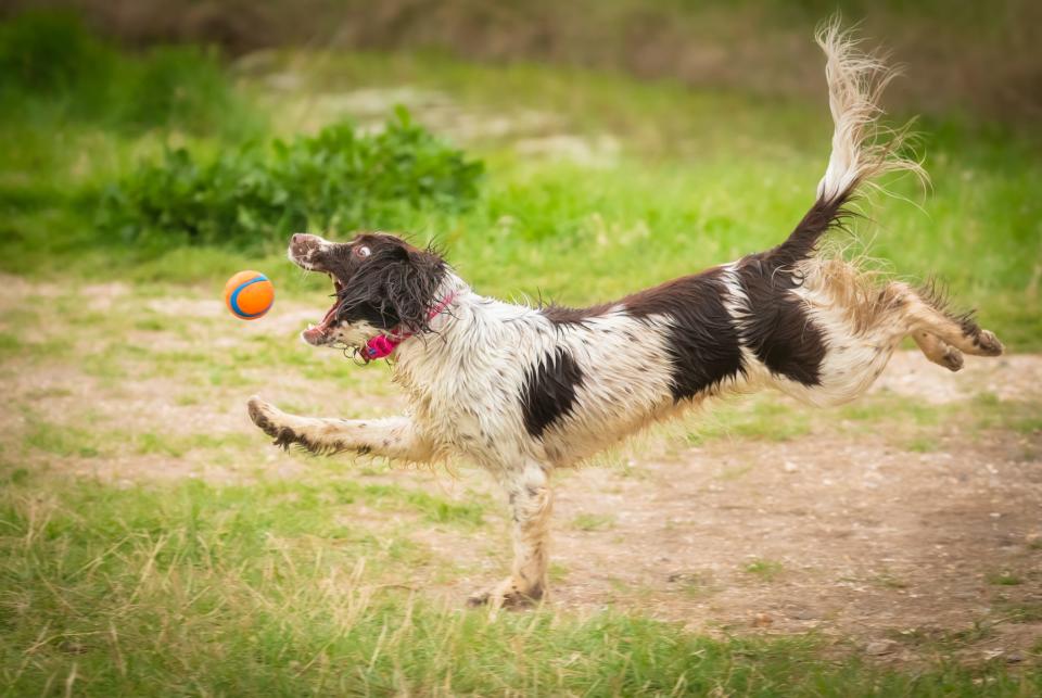 Dog running after ball