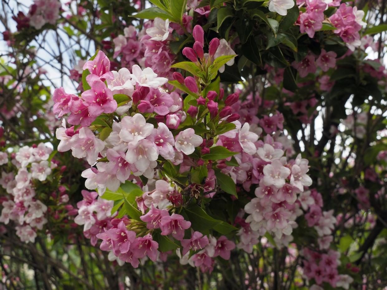 rumba weigela florida flowering on mt morissolo