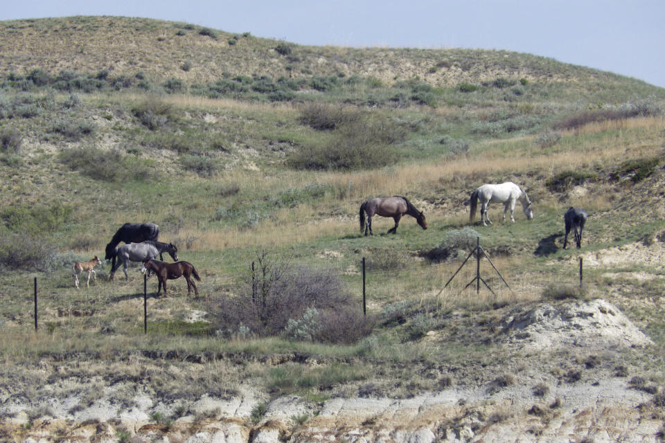 FILE - Wild horses graze on a hillside by the boundary fence of Theodore Roosevelt National Park near Medora, N.D., Saturday, May 20, 2023. About 200 horses roam the park's South Unit. The National Park Service has turned to the public to help decide whether the famous wild horses in North Dakota’s Theodore Roosevelt National Park should stay or go. The National Park Service launched a 30-day public comment period on Monday, Sept. 25. (AP Photo/Jack Dura, File)